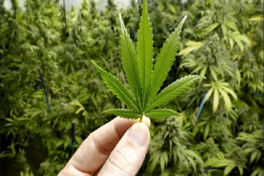 Medical Marijuana - The Debate Rages On