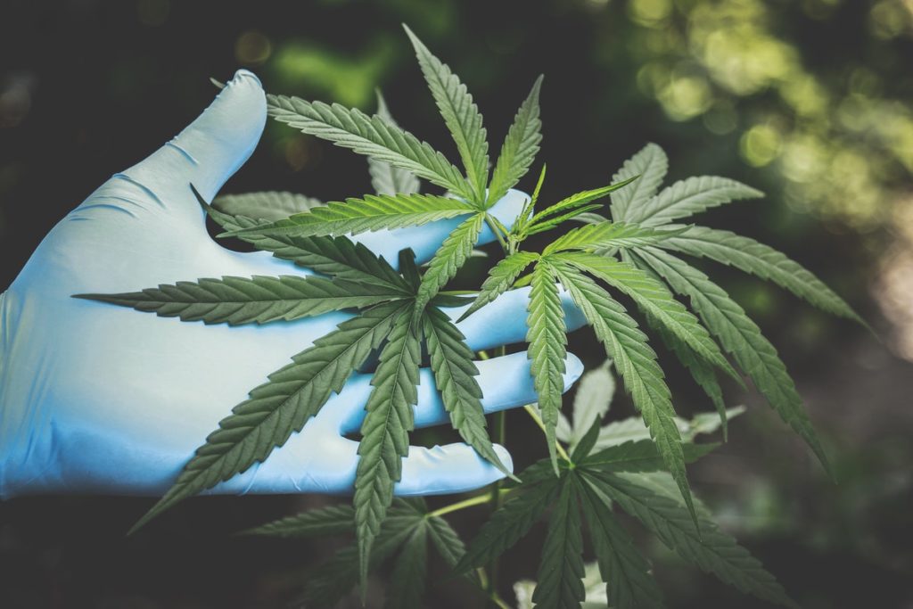 Marijuana - The Myths And Facts